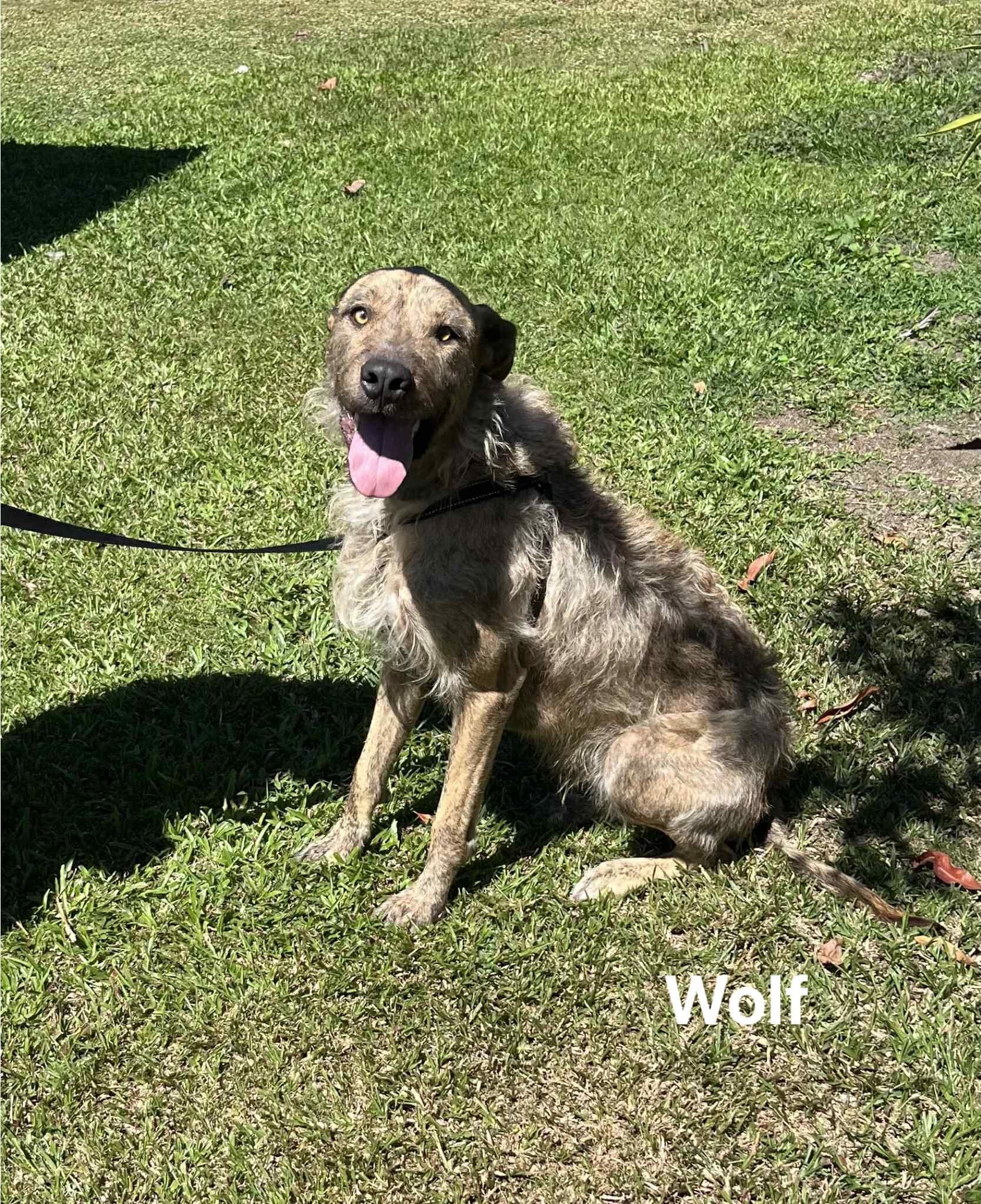 Wolf Wolf